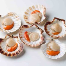 King Scallops – inception to commercial status